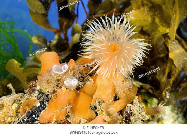 Colonal plumose anemone, Frilled anemone, Plumose sea anemone, Brown sea anemone, Plumose anemone (Metridium senile), with sea squirts