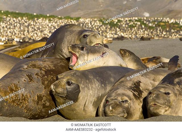 Southern Elephant seals (Mirounga leonina) females and pups, resting together and moulting on beach in muddly hollow, some animals agitated, fall