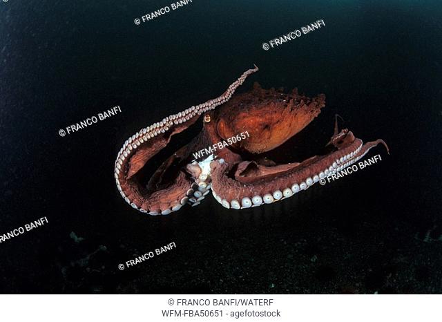 Pacific octopus, Octopus dofleini, British Columbia, Pacific Ocean, Canada