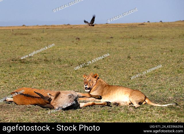 Lioness (Panthera leo) with kill in savanna. Masai Mara National Park. Kenya