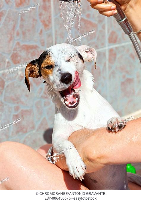 Jack Russell Terrier - Wash dog - Jack Russell Terrier