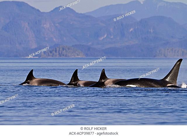 Killer Whales Orcinus orca off Malcolm Island near Donegal Head, in the Queen Charlotte Strait, British Columbia, Canada