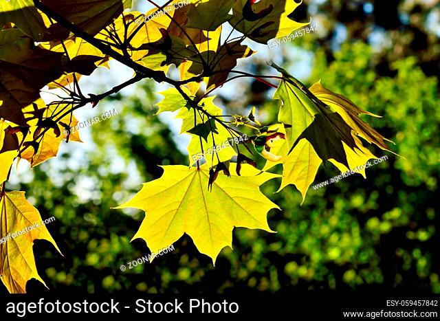 Young Maple leaves closeup on the bright sun