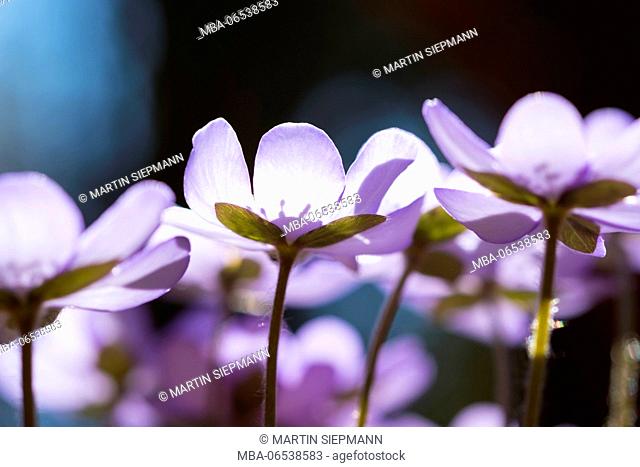 Blossoms, liverwort (Hepatica nobilis), Upper Bavaria, Bavaria, Germany
