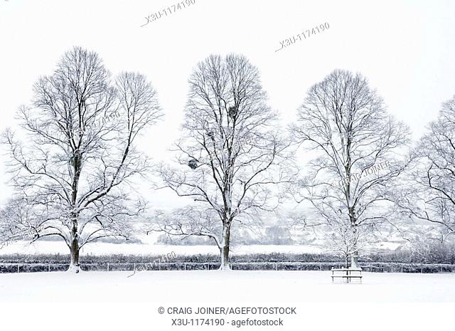 Trees in the countryside after overnight snow  Wrington, Somerset, England, United Kingdom