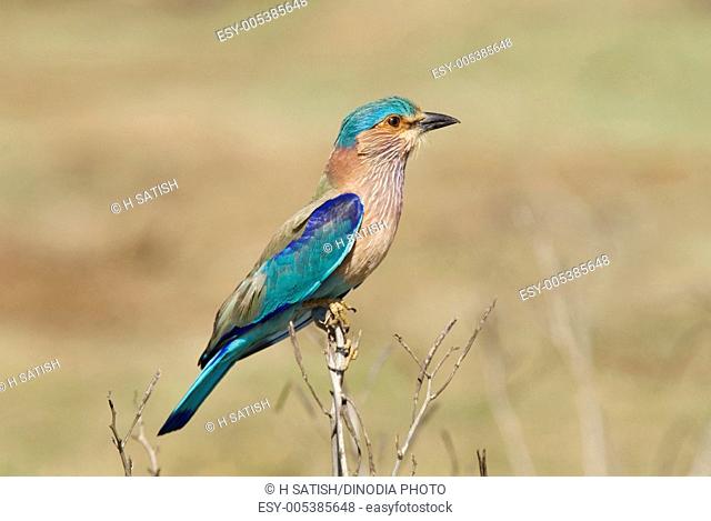 Birds ; Indian Roller coracias benghalensis ; Hasarghatta ; Bangalore ; Karnataka ; India