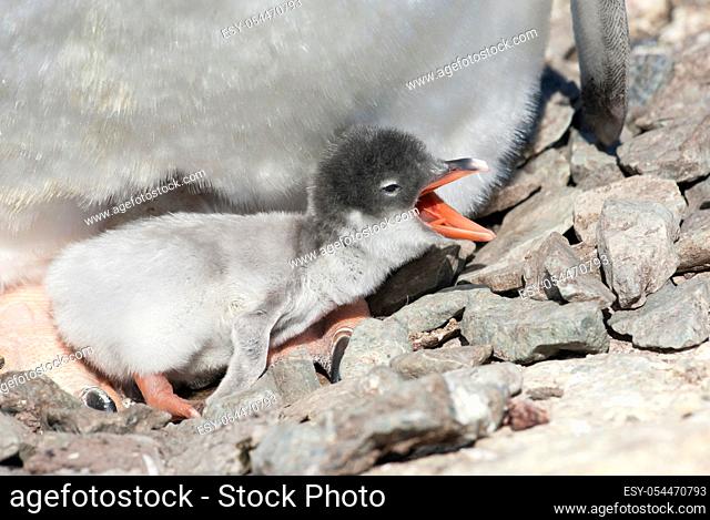 newly hatched Gentoo Penguin chick who sits in a nest of stones with an open beak