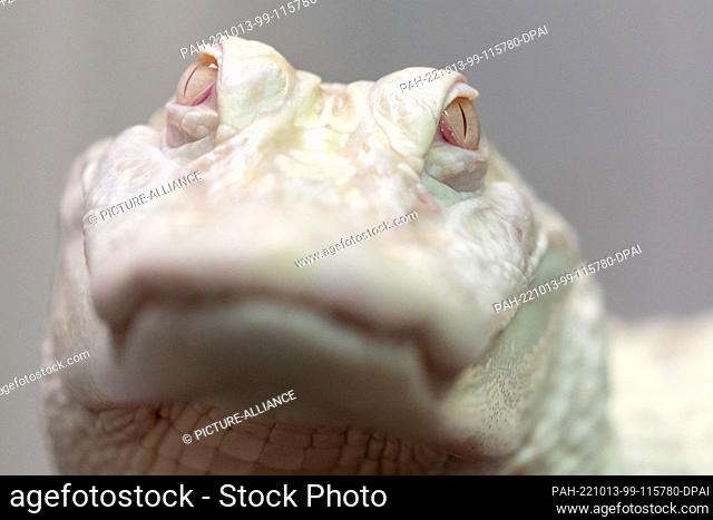13 October 2022, Bavaria, Munich: An albino alligator lies in the hands of the station manager at the reptile sanctuary. The female alligator has been nursed...