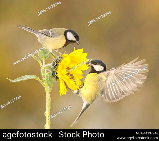 close up of great tit standing on and another holding on to a small sunflower with spread wings
