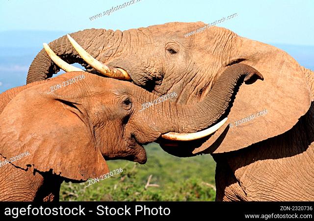 Liebevolle Elefanten, Südafrika; loving elephants, south africa, wildlife