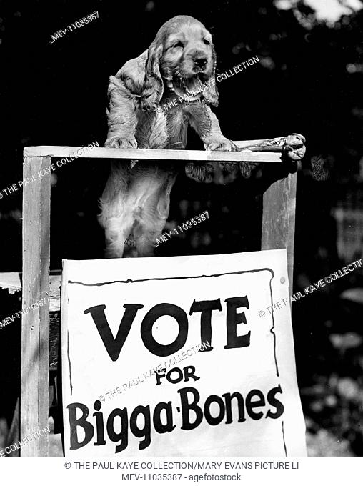 Susi - on the campaign trail - Vote for Bigga Bones