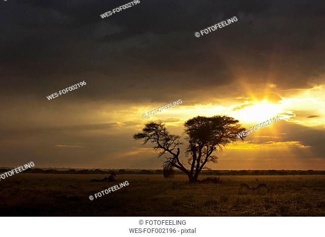 Africa, Botswana, Springbok in central kalahari game reserve with a umbrella acacia