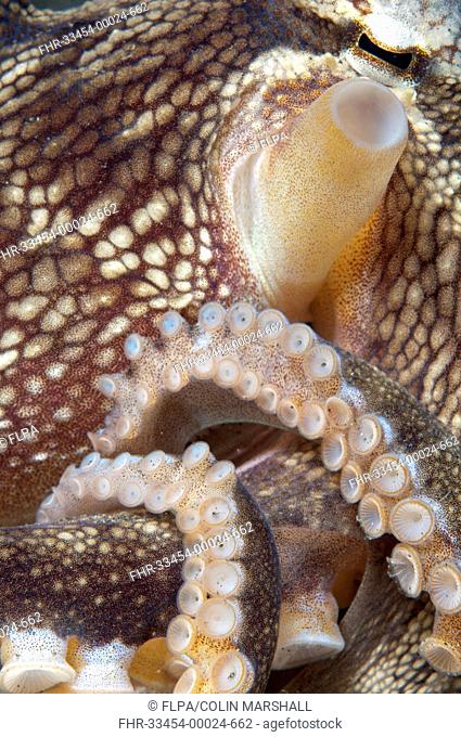 Veined Octopus Amphioctopus marginatus adult, close-up of siphon, tentacles and suckers, Lembeh Straits, Sulawesi, Sunda Islands, Indonesia