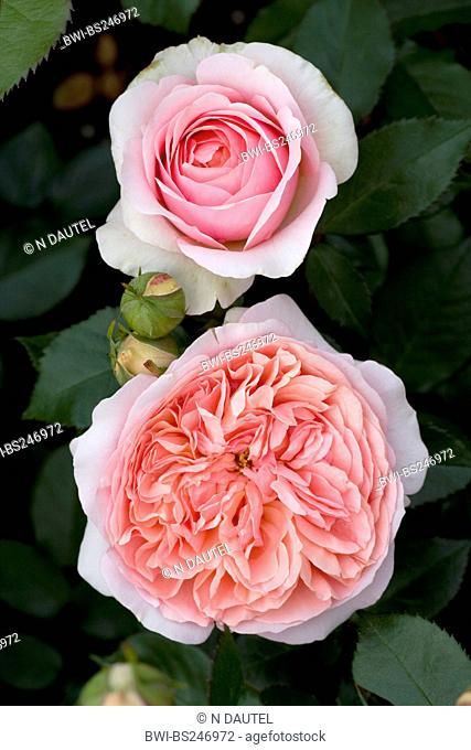 ornamental rose Rosa 'Chippendale', Rosa Chippendale, cultivar Chippendale