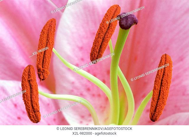 Pink lily flower pistil and stamens close up  Moscow, Russia