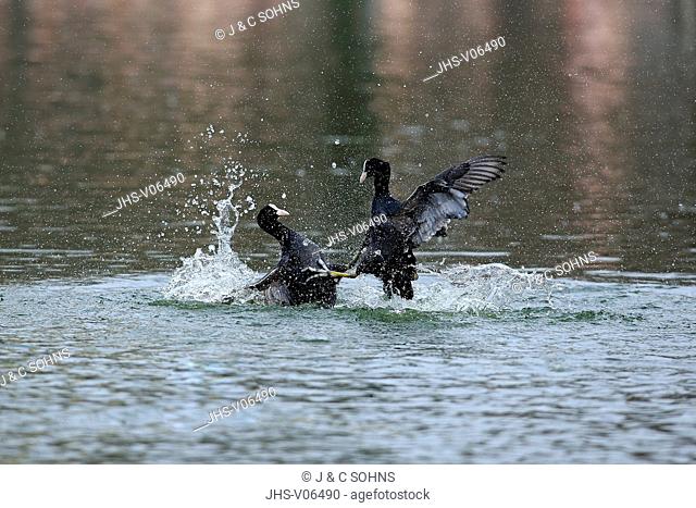 Coot, (Fulica atra), adult males fighting in water, Luisenpark Mannheim, Mannheim, Germany, Europe