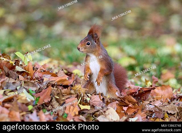 Red Squirrel, Sciurus vulgaris, in autumn