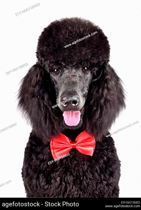 Portrait of standard black poodle in red necktie on a white background