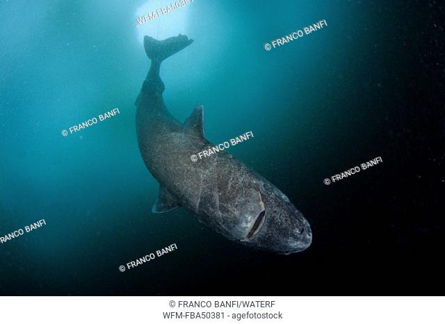 Greenland shark under ice, Somniosus microcephalus, Lancaster Sound, Nunavut northern, Baffin Island, Canada Arctic