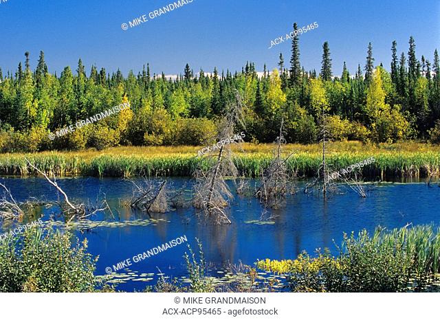 Boreal forest, wetland and preCambrian Shield Yellowknife Highway Northwest Territories Canada