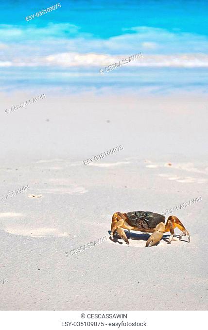 red crab(poo kai) on beach , Tachai island, Similan island group, Phang nga, Thailand