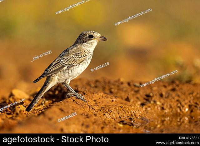 Europe, Spain, Province of Castilla-La Mancha, private property, woodchat shrike(Lanius senator) , juvenile on the ground near a water hole