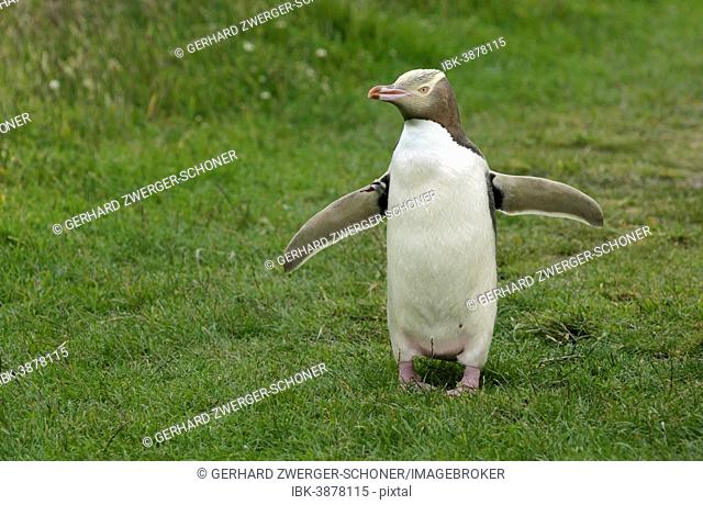 Yellow-eyed Penguin or Hoiho (Megadyptes antipodes) with a tag on its outstretched wings, standing upright, Moeraki, South Island, New Zealand