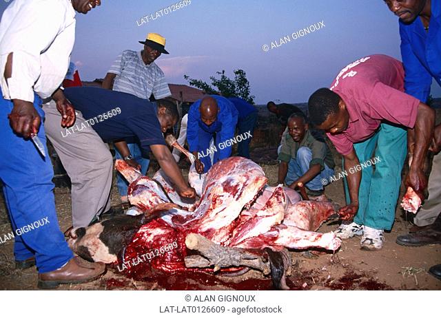 In the event of a wedding or celebration or a funeral, the men of a village will slaughter a whole cow, and skin and butcher it before cooking