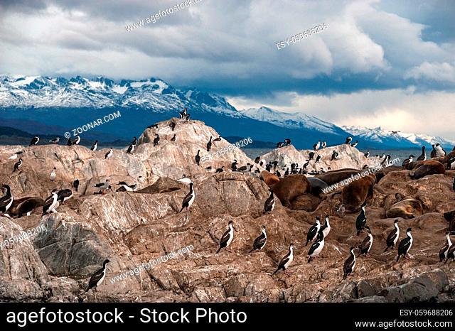 King Cormorant colony sits on an Island in the Beagle Channel. Sea lions are visible laying on the Island as well. Tierra del Fuego, Argentina - Chile