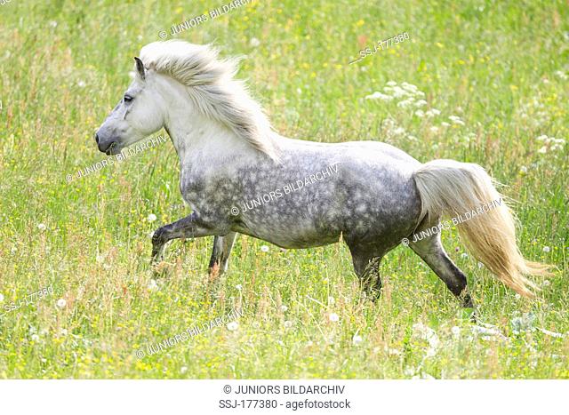Icelandic Horse. Gray mare galloping on a meadow