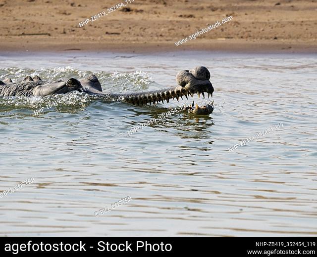 Gharial - swimming in river Gavialis gangeticus Rajasthan, India RE000319
