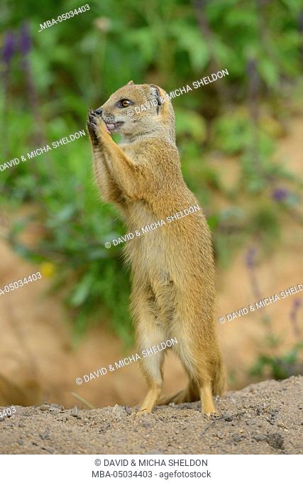 yellow mongoose, Cynictis penicillata, side view, standing, beg