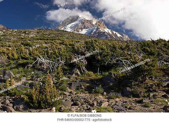 Whitebark Pine Pinus albicaulis dwarf krummholz community, at high altitude, Mount Hood, Cascade Mountains, Oregon, U S A