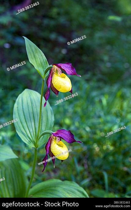 France, Auvergne-Rhône-Alpes Region, Savoie, Champagny-en-Vanoise, Lady's-slipper orchid (Cypripedium calceolus), in undergrowth in a natural reserve
