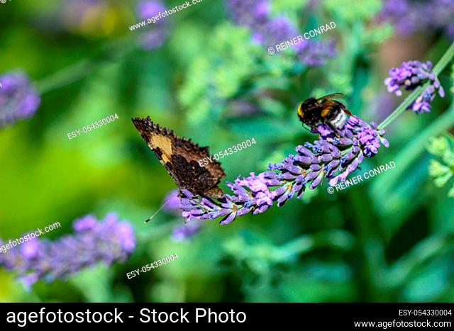 Humblebees (humble-bee) and small tortoiseshell butterfly (aglais urticae) taking nectar from a lavender flower