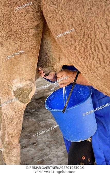 Woman squeezing milk from a camel teet at a farm near Shymkent Kazakhstan
