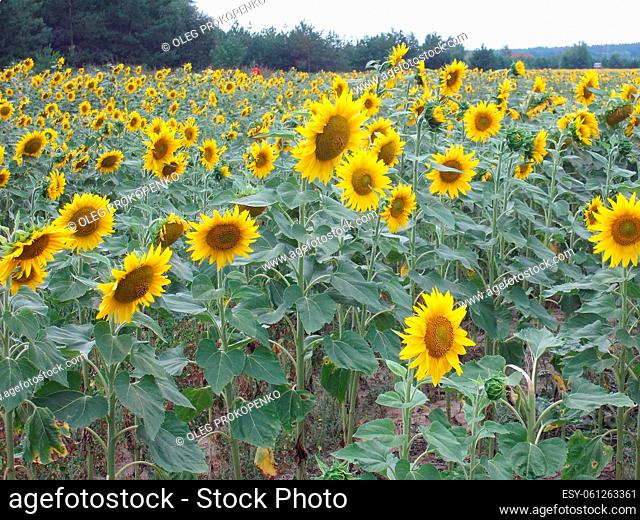 A yellow sunflower ripened on a the summer field