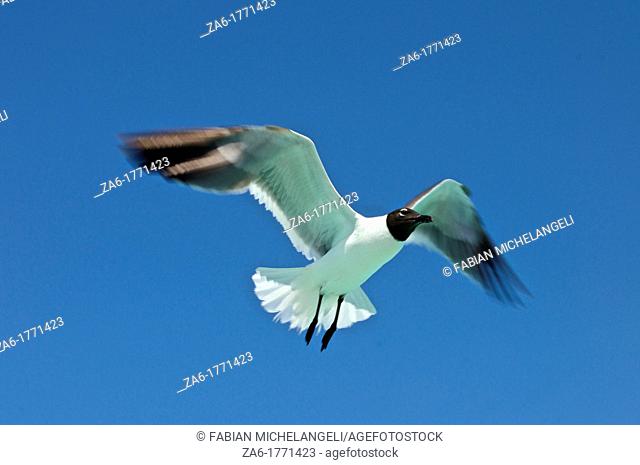 Laughing gull Larus atricilla in flight in Los Roques National Park, Venezuela