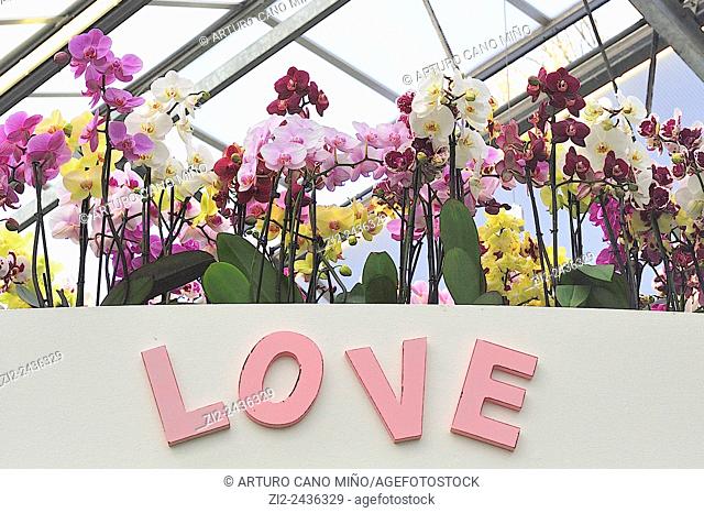 Orchids. Beatrix Pavilion, Keukenhof, Lisse, The Netherlands