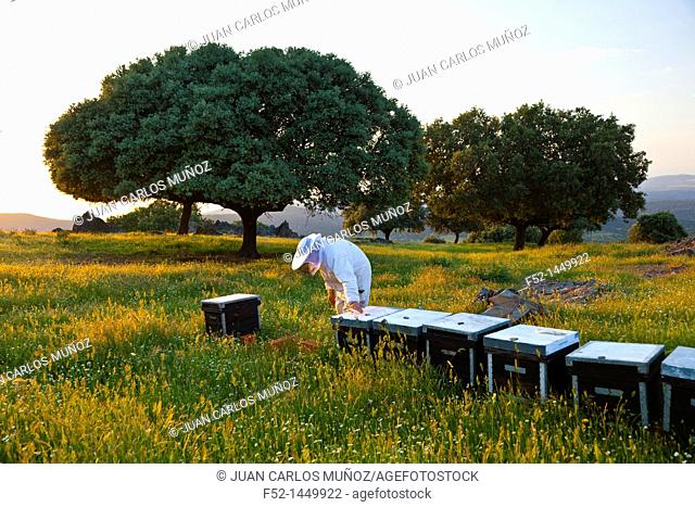 Beekeeping or apiculture, Garciaz, Las Villuercas, Caceres, Extremadura, Spain, Europe