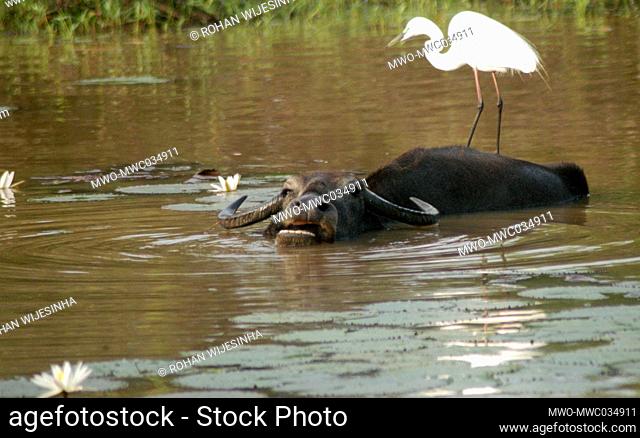 Water buffalo with large egret, Ruhuna (Yala) National Park, Sri Lanka