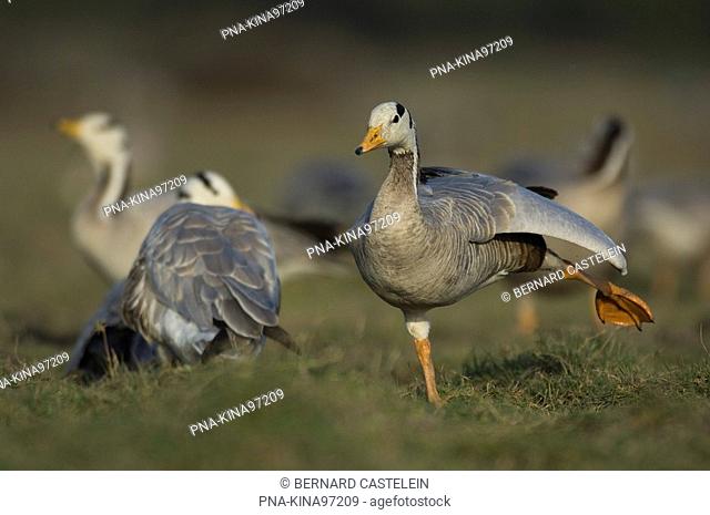 Bar-headed Goose Anser indicus - Bharatpur, Rajasthan, India, Asia