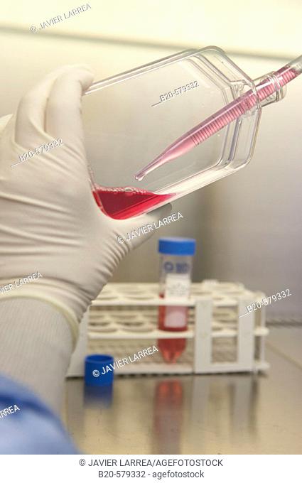 Taking samples from a T75 flask in biological safety cabinet. Laboratory, Fundación Inbiomed, Genetrix Group. Center for research in stem cells and regenerative...