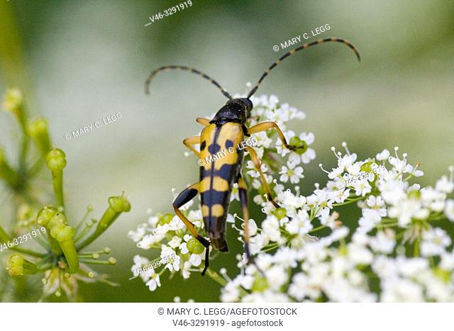 Spotted Longhorn, Leptura maculata. Rutpela maculata, Strangalia maculata. Body size; 18-24mm. Bright yellow and black Longhorn Beetle with yellow and black...