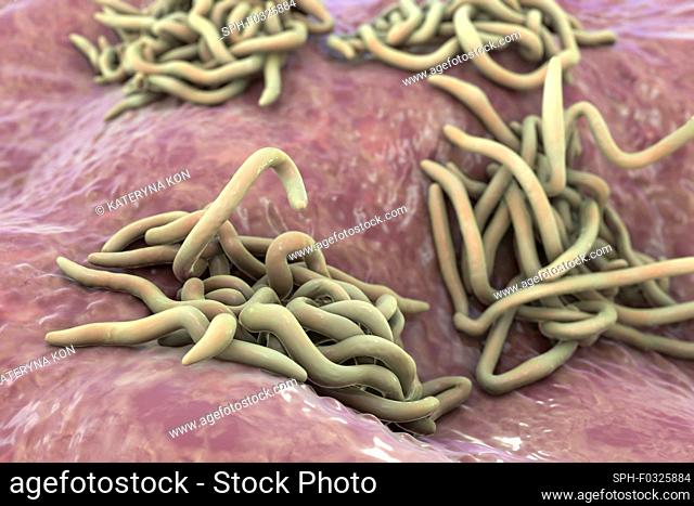 Round worms, computer illustration. Roundworms, or nematodes, include numerous free-living and pathogenic species. Nematodes that commonly parasitise in humans...
