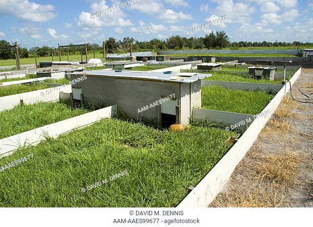 Tortoise breeding facility, near Arcadia, FL