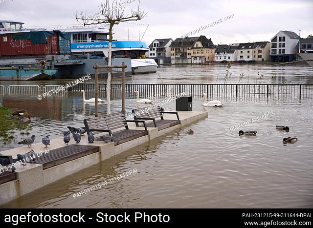 15 December 2023, Rhineland-Palatinate, Vallendar: Water birds have conquered the riverside promenade in Vallendar. The water levels on the Middle Rhine are...