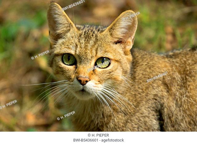 European wildcat, forest wildcat (Felis silvestris silvestris), portrait, Germany, North Rhine-Westphalia