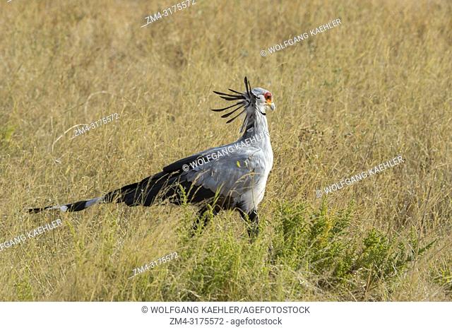 A Secretary bird (Sagittarius serpentarius) is looking for food in the dry savannah grassland of Samburu National Reserve in Kenya