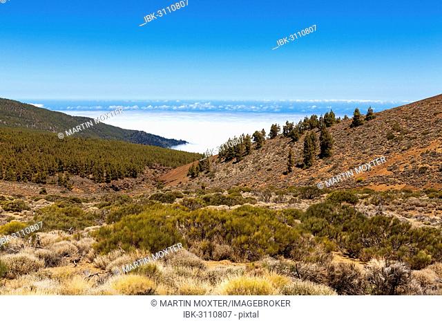 Landscape with vegetation typical of the Parque Nacional de las Cañadas del Teide, Teide National Park, UNESCO World Natural Heritage Site